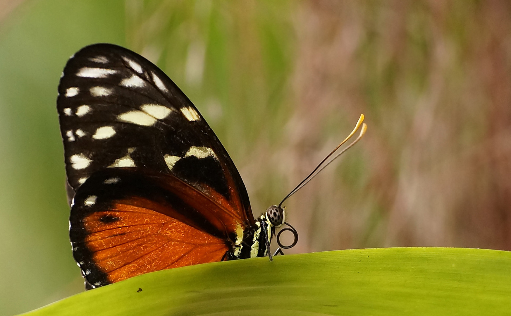 Tiger-Passionsfalter (Heliconius ismenius)