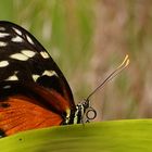 Tiger-Passionsfalter (Heliconius ismenius)