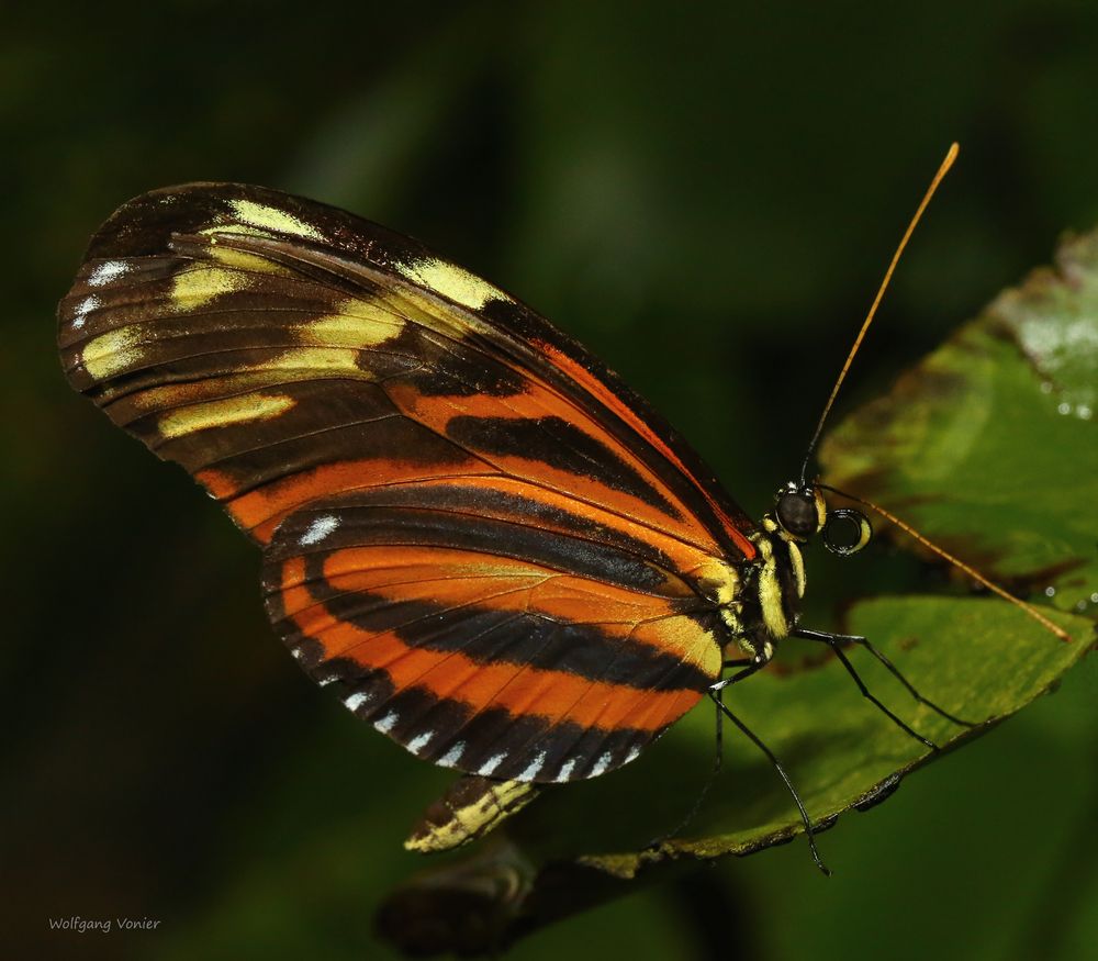 Tiger -Passionsfalter Heliconius ismenius