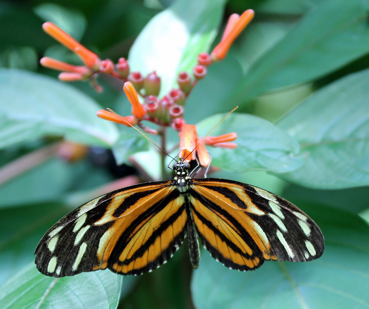 Tiger-Passionsfalter (Heliconius ismenius)