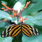 Tiger-Passionsfalter (Heliconius ismenius)