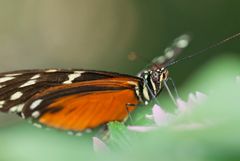 Tiger-Passionsfalter (Heliconius ismenius)