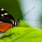 Tiger-Passionsfalter (Heliconius ismenius) - I