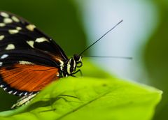 Tiger-Passionsfalter (Heliconius ismenius) - I