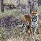 TIGER - Pench National Park - India