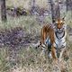 TIGER - Pench National Park - India