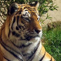 Tiger Porträt