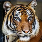 Tiger - Porträt