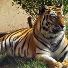 Tiger Porträt  im Zoo Hannover