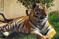 Tiger Porträt  im Zoo Hannover