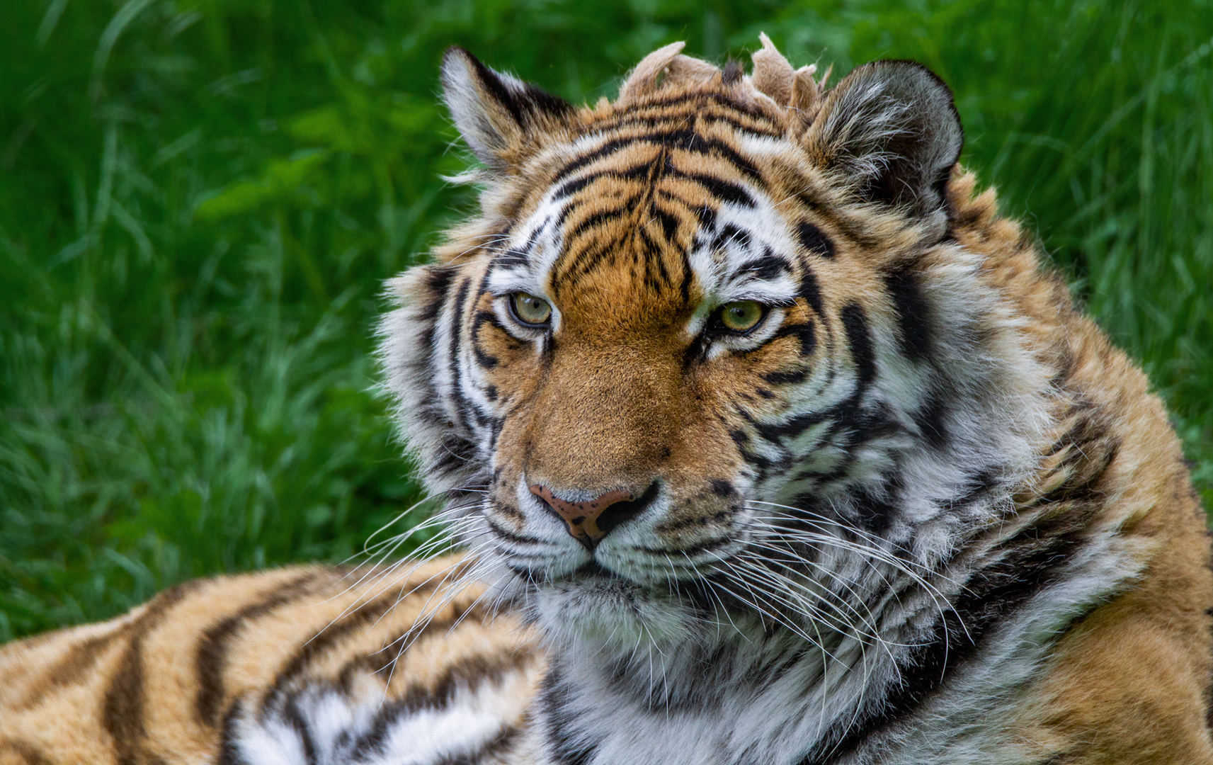 Tiger-Portrait 001