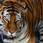 Tiger-Portrait 001
