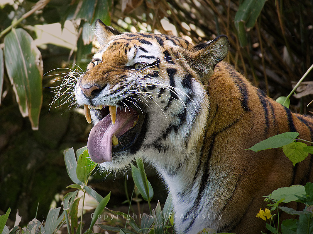 Tiger Portrait