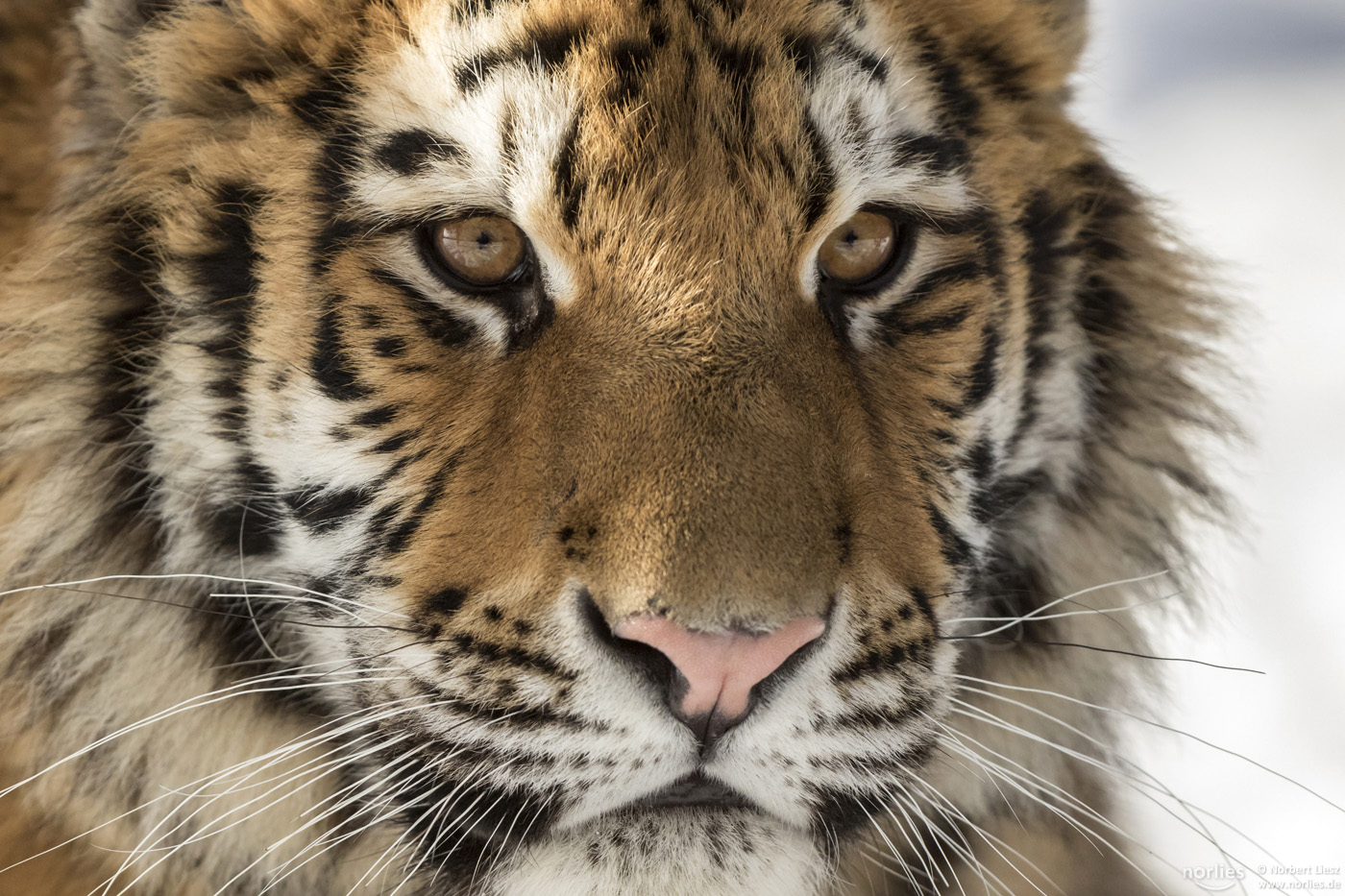 Tiger portrait