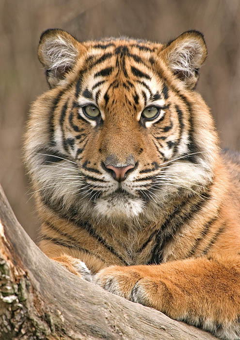 Tiger Portrait