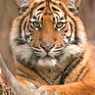 Tiger Portrait