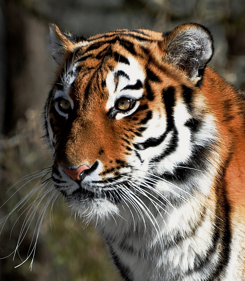 Tiger Portrait