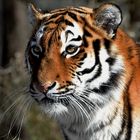 Tiger Portrait