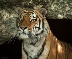 Tiger-Portrait