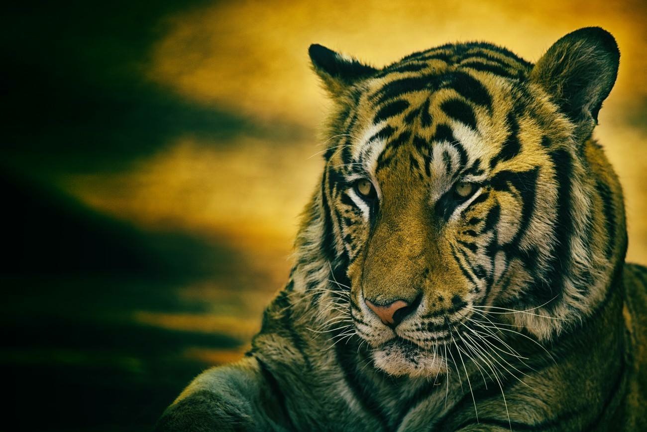 Tiger portrait 