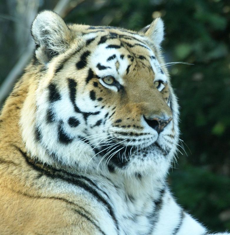 Tiger-Portrait