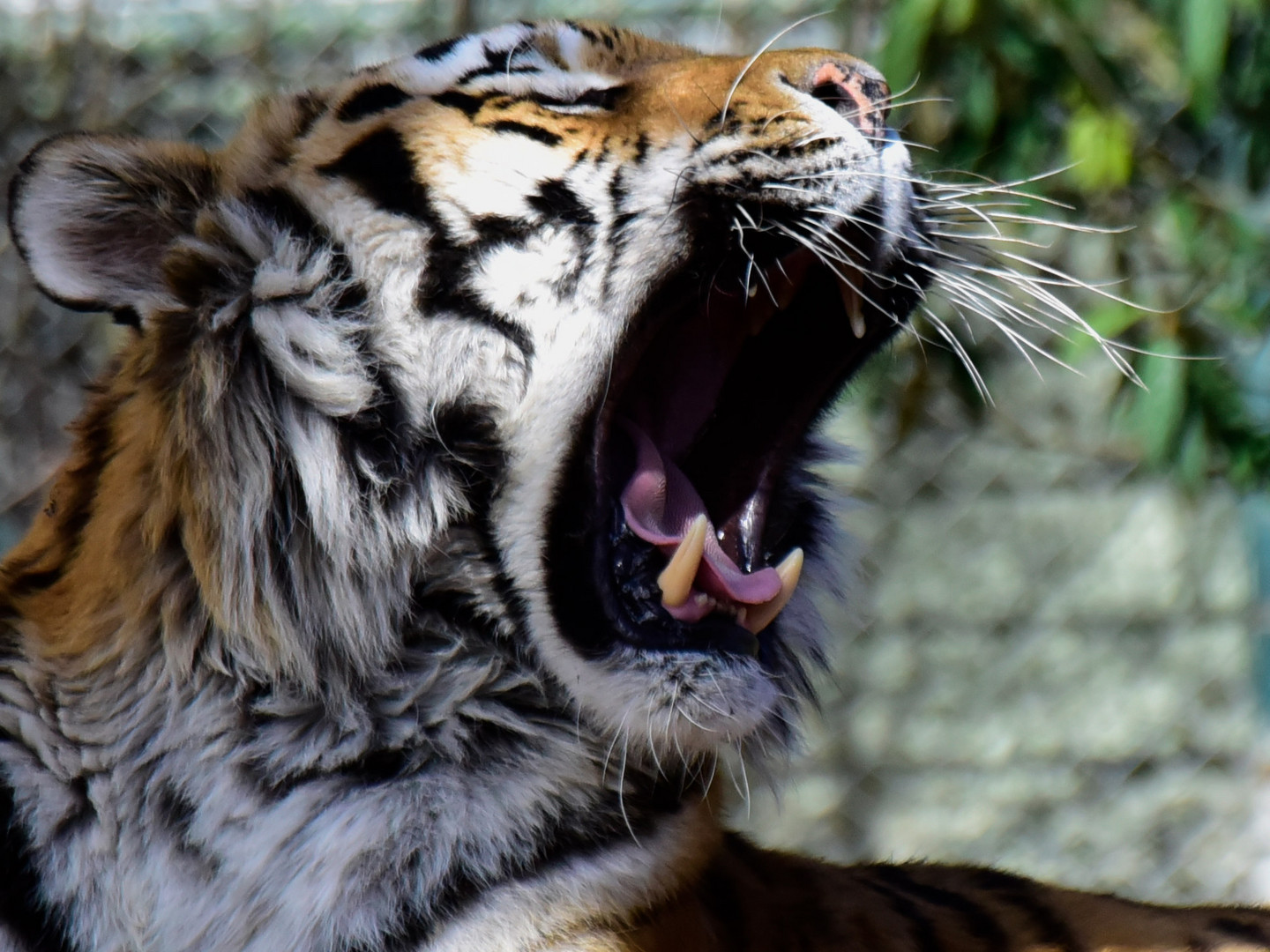 Tiger Portrait