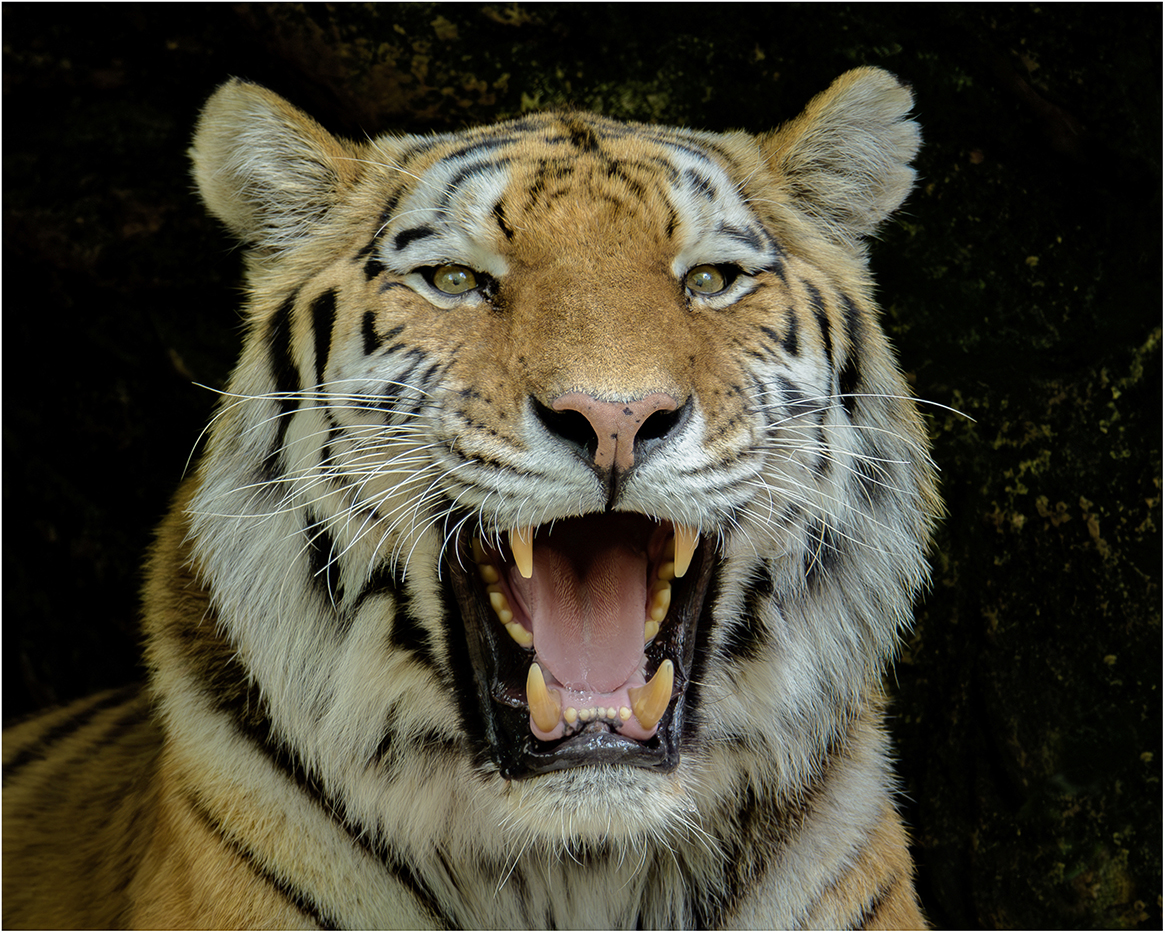 Tiger portrait