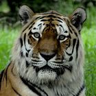 Tiger Portrait