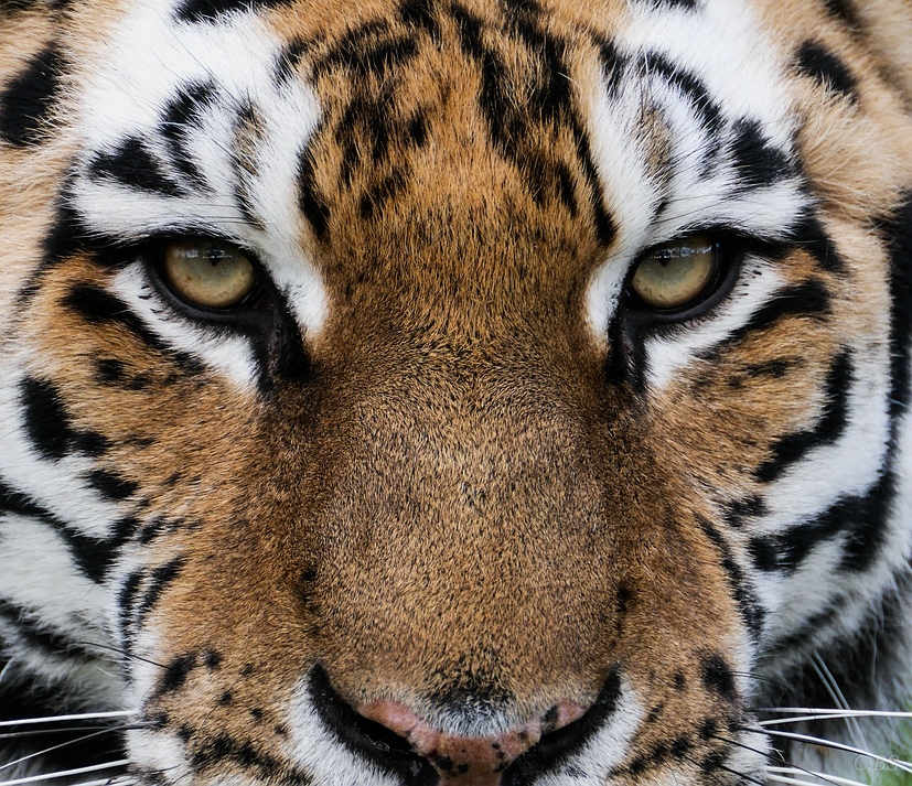 Tiger Portrait