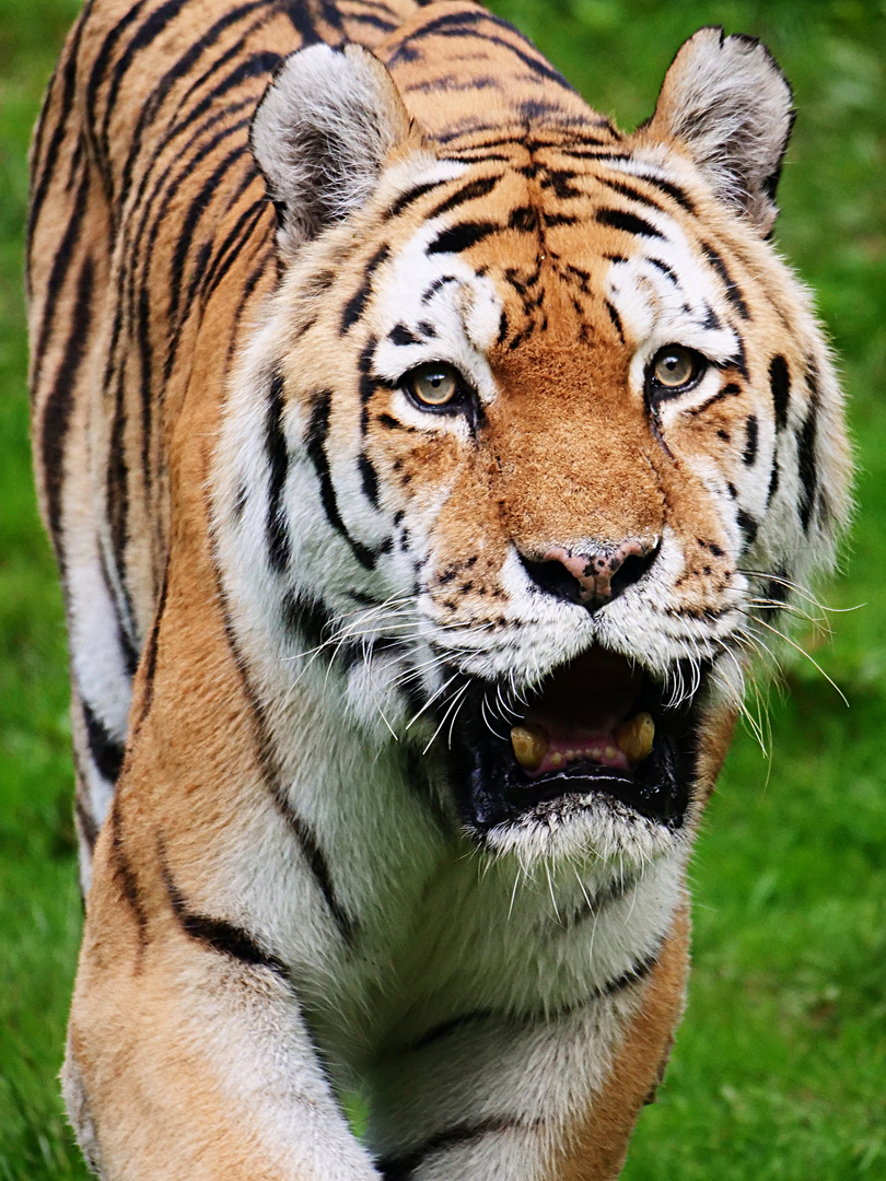 Tiger Portrait