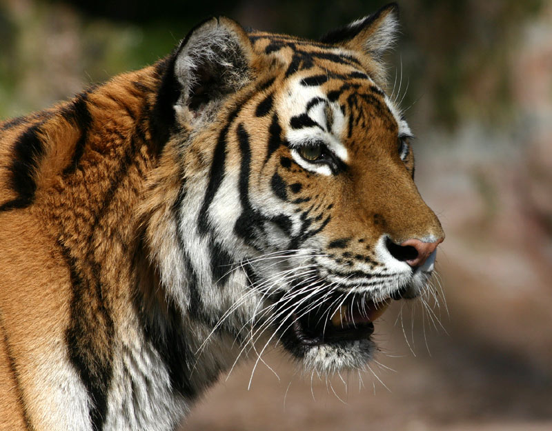 Tiger Portrait