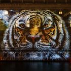 Tiger Portrait am neuen Marstall