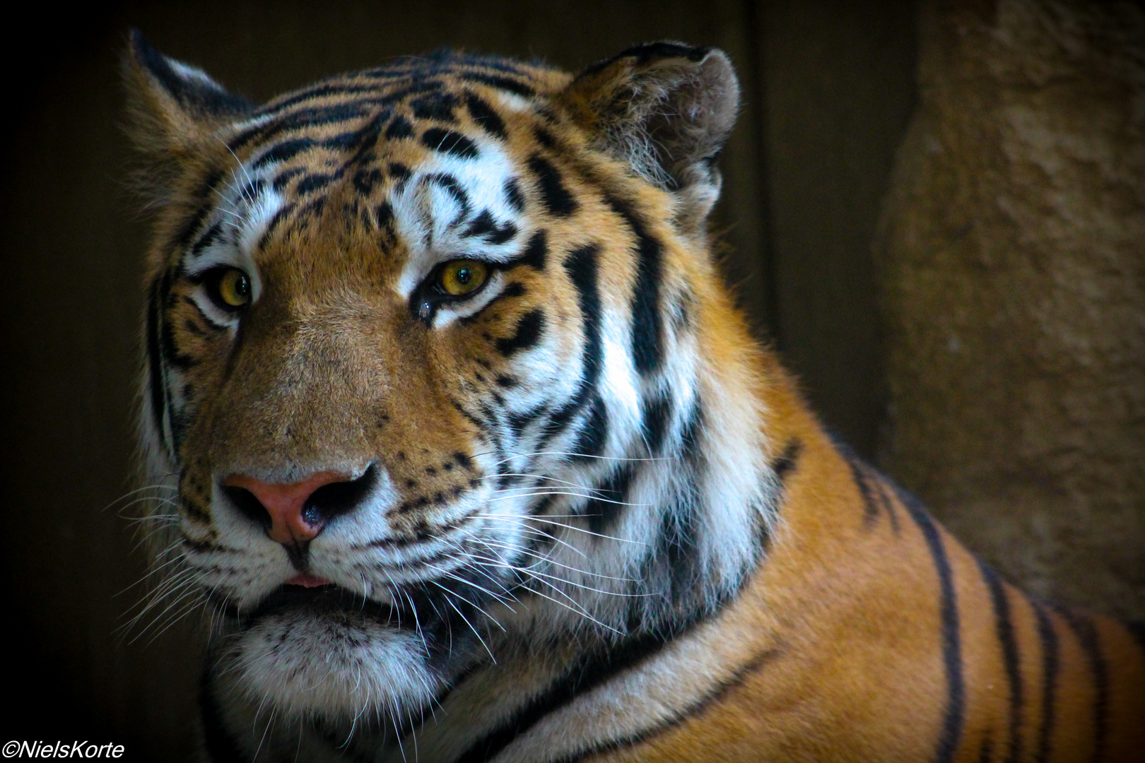 Tiger Portrait