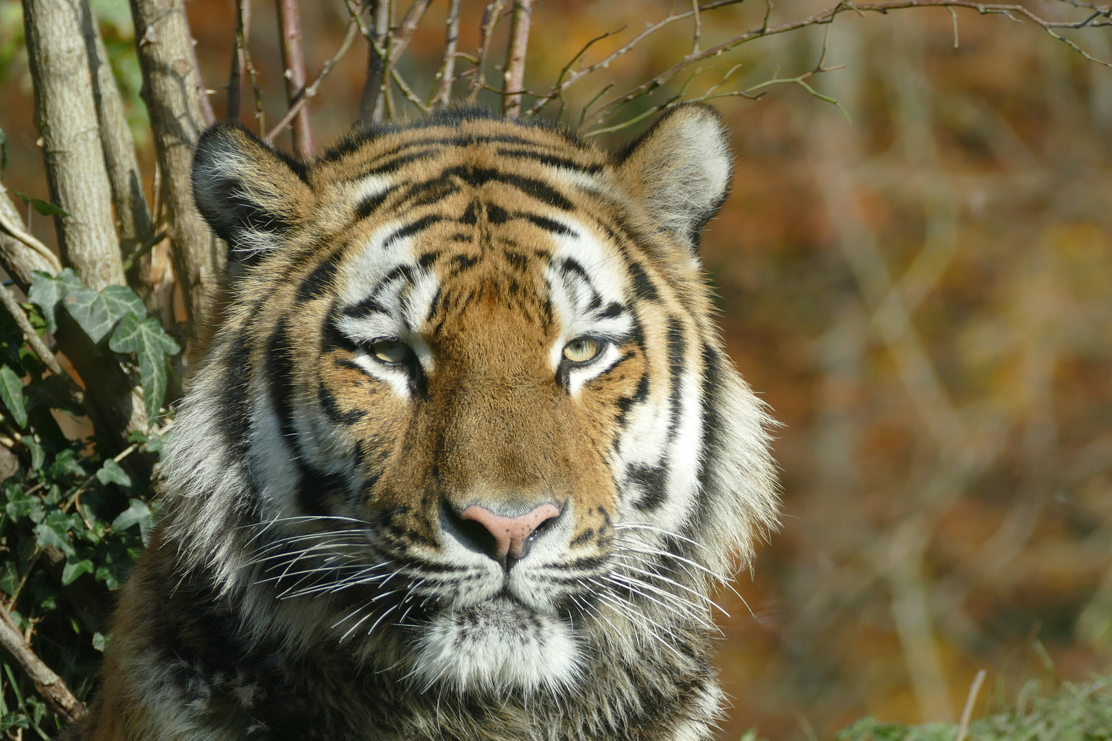 Tiger Portrait