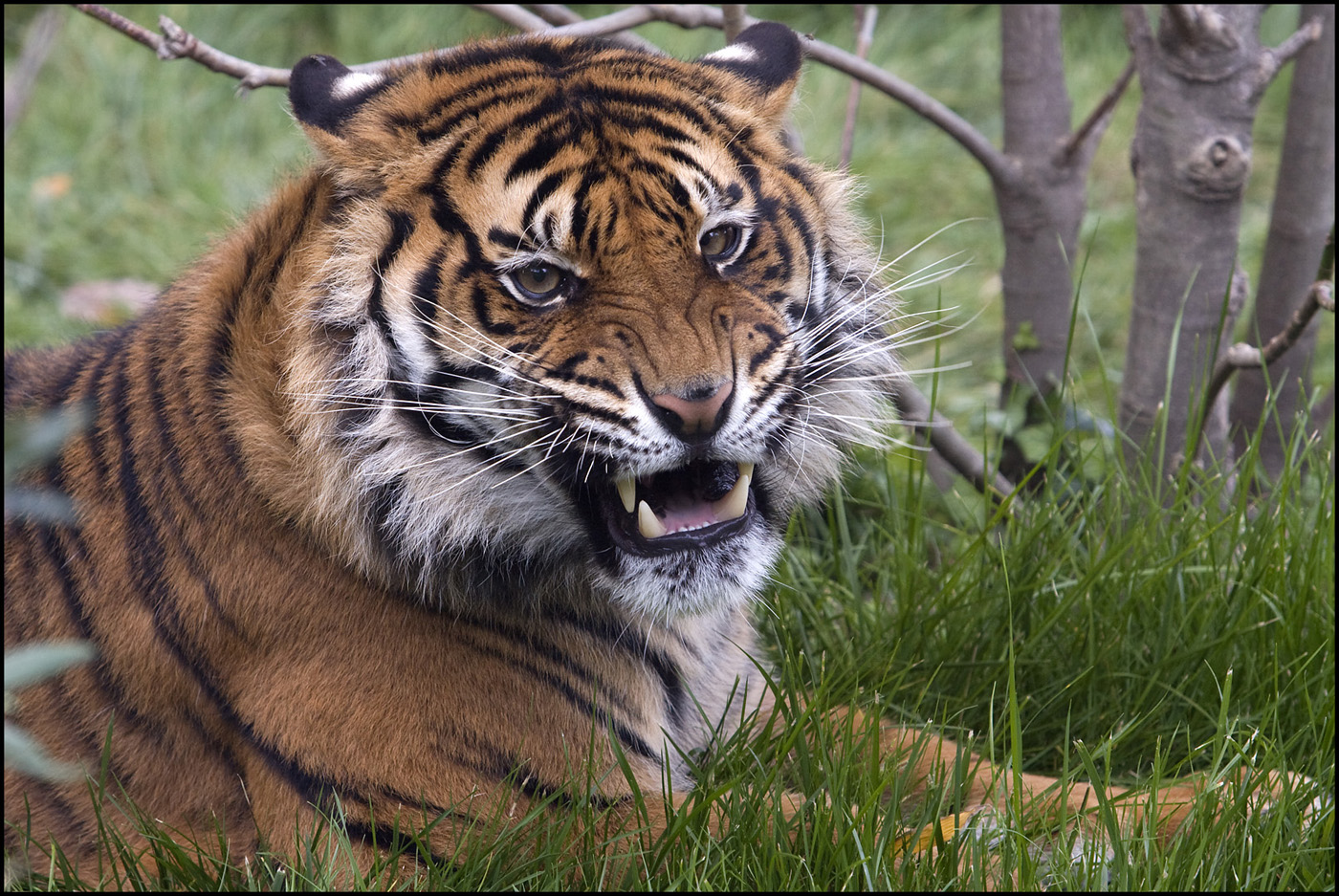 Tiger Portrait