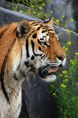 Tiger-Portrait (Darius)