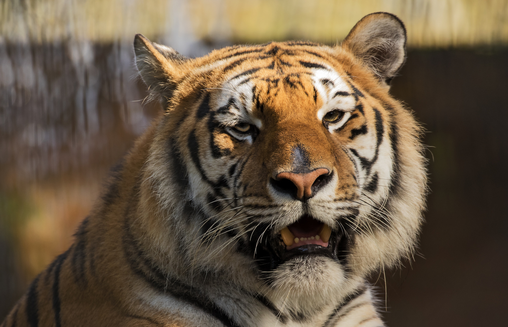 Tiger-Portrait 