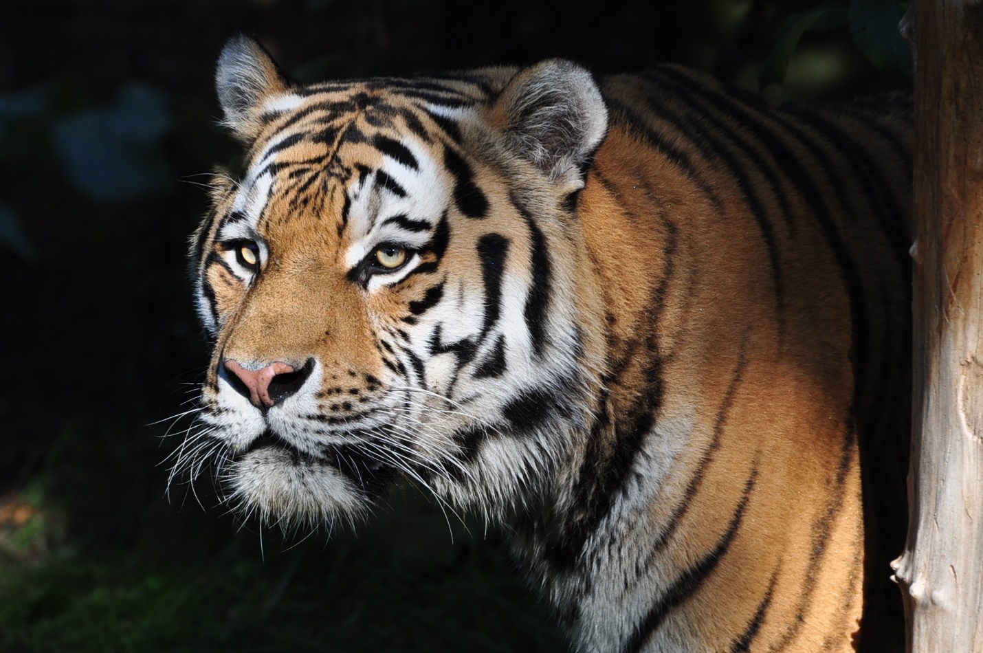 Tiger portrait