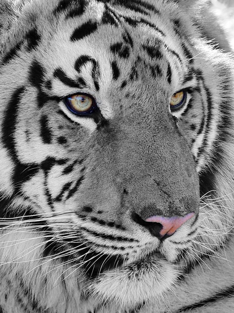 Tiger Portrait Nahaufnahme