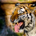 Tiger-Portraits