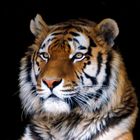 Tiger - Poster