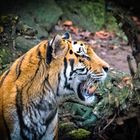 Tiger-Profil