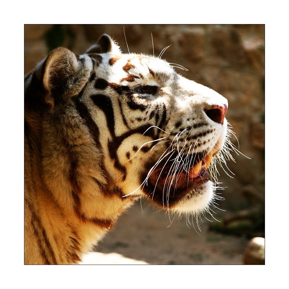 Tiger-Profil