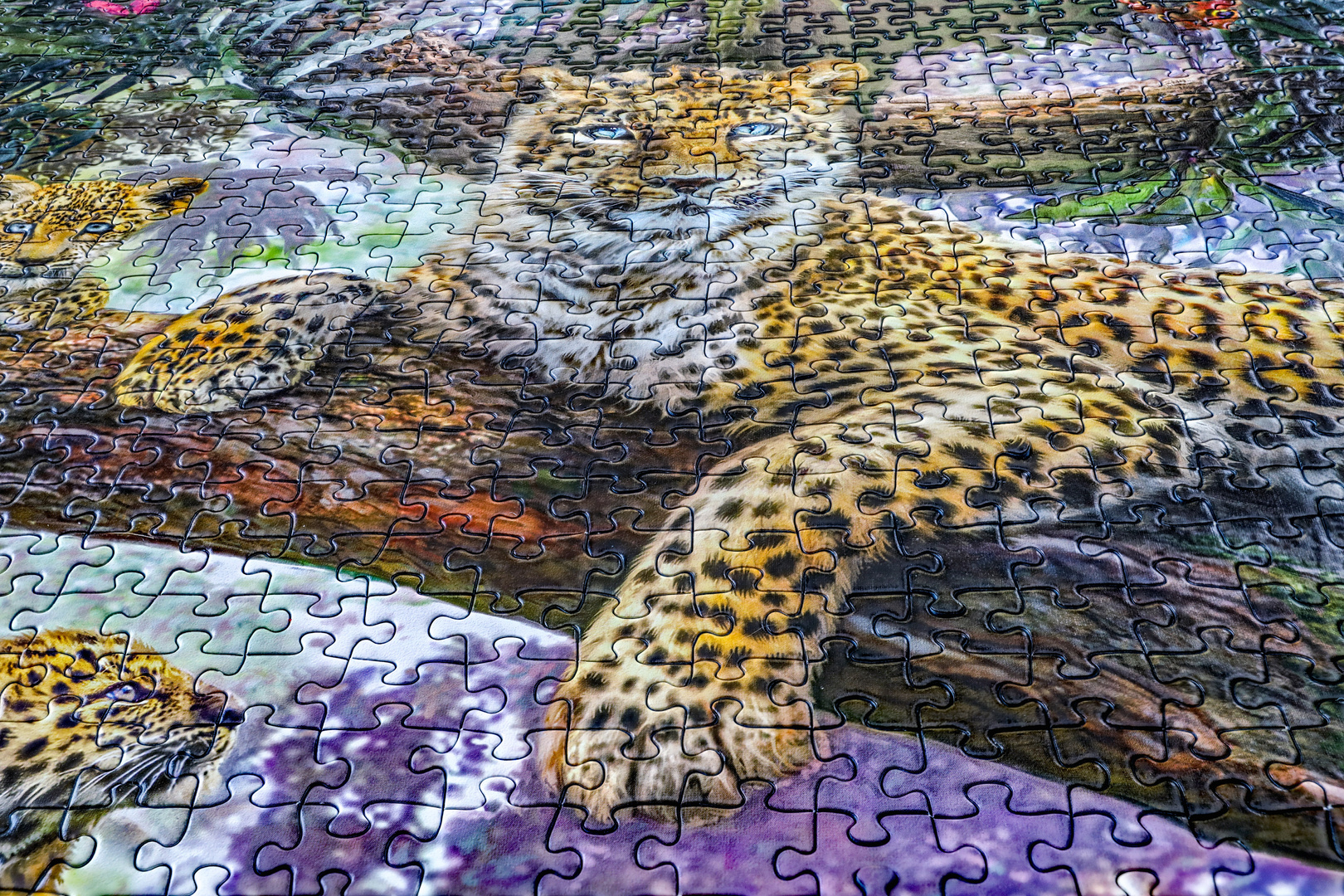 Tiger- Puzzle
