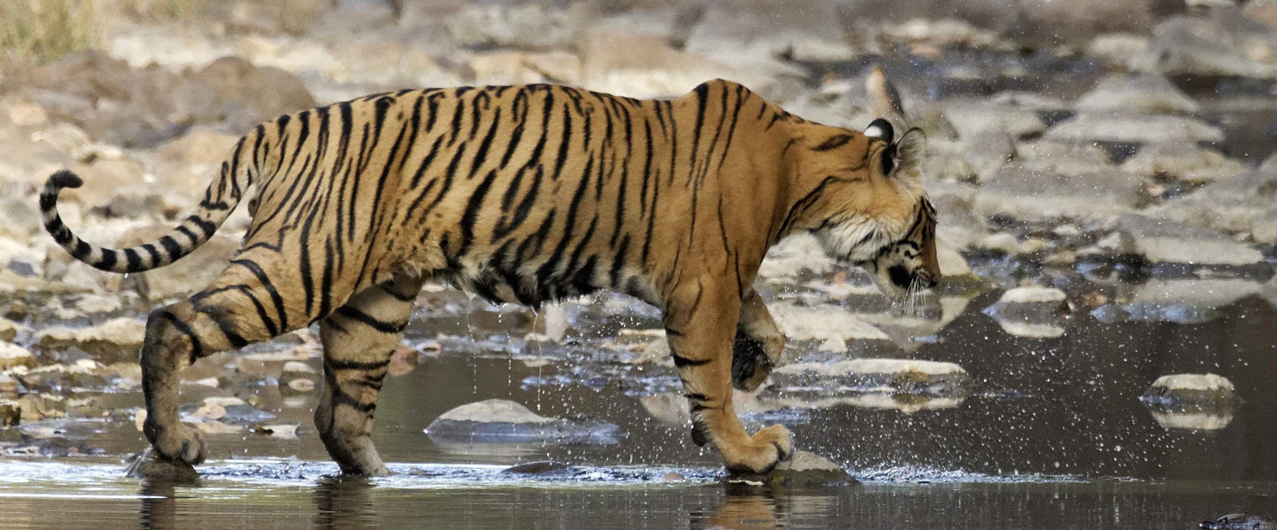 Tiger. Ranthambore Nationalpark, Indien 2014