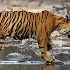 Tiger. Ranthambore Nationalpark, Indien 2014