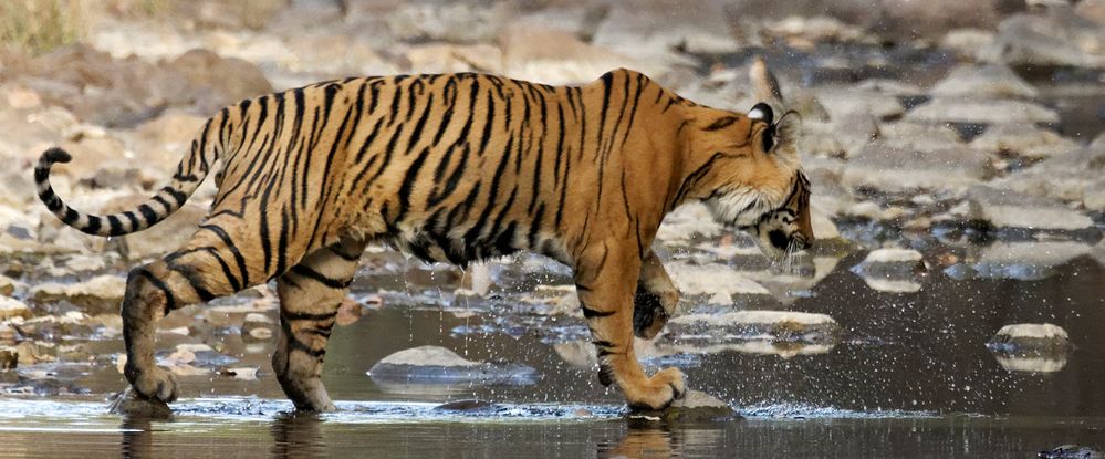 Tiger. Ranthambore Nationalpark, Indien 2014