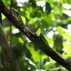 Tiger-ratsnake( Costa Rica)