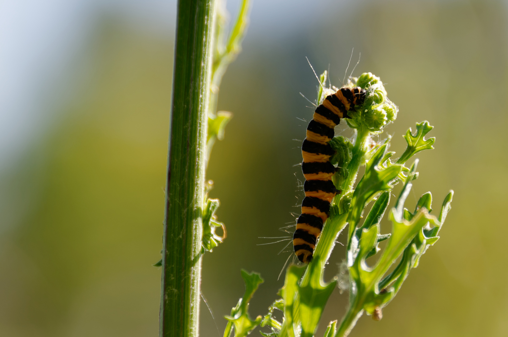 Tiger-Raupe 