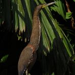 Tiger Reiher / Tiger Heron in Tortugera